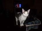 Adopt Taco a Domestic Short Hair