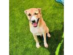 Adopt Sven a German Shepherd Dog