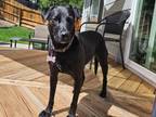 Adopt Paul a Labrador Retriever