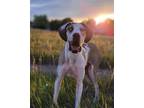 Adopt Clause a Great Dane