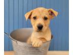 Adopt Klondike a Golden Retriever, Mixed Breed