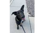 Adopt Mace a Labrador Retriever