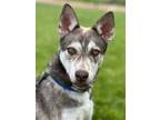 Adopt Cyber a Husky, Mixed Breed