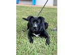 Adopt Damian (23D-0312) a Labrador Retriever, Mixed Breed