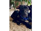 Adopt Bobby a Great Dane