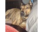 Adopt Ralph a Basenji