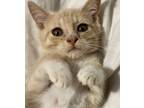 Adopt LEE 2 - ready in Sept a Domestic Short Hair