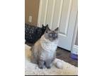 Adopt Bugsy 4421 a Siamese