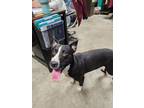 Adopt Nugget a Border Collie, Mixed Breed