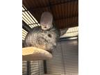 Adopt Tim Tam a Chinchilla