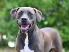 Adopt MELVIN a Labrador Retriever, Catahoula Leopard Dog