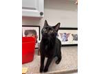 Adopt Nico a Domestic Short Hair