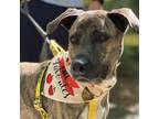 Adopt Aries a Mountain Cur
