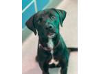 Adopt Dave a Retriever, Mixed Breed
