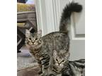 Adopt Basil (Zinnia) a Domestic Medium Hair, Tabby
