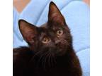 Adopt Lannister a Domestic Short Hair, Tabby