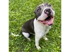 Adopt Sequester Grunheplith M.O a Mixed Breed