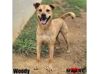 Adopt Woody a Labrador Retriever, Mixed Breed