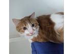 Adopt Chester a Domestic Medium Hair