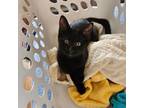 Adopt Morel a Domestic Short Hair