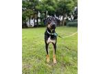 Adopt Kayson a Doberman Pinscher, Mixed Breed
