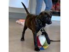 Adopt Thyme a Labrador Retriever