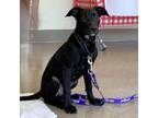 Adopt Dill a Labrador Retriever