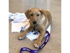 Adopt Basil a Labrador Retriever