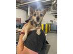 Adopt Nitro a Terrier