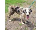Adopt Big Mac a Border Collie