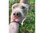 Adopt Sully (24-089 D) a Mixed Breed