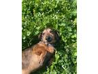 Adopt Dapper Dan a Dachshund