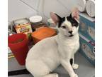 Adopt Davey a Domestic Short Hair