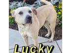 Adopt Lucky a Labrador Retriever, Mixed Breed