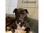 Adopt Colossus a Plott Hound, Mixed Breed