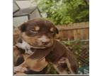 Adopt Nicky a Australian Cattle Dog / Blue Heeler