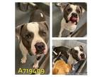 Adopt Triple H a American Staffordshire Terrier
