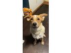 Adopt Bingo a Australian Cattle Dog / Blue Heeler
