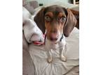 Adopt Bart a Dachshund