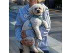 Adopt Donny a Poodle