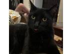 Adopt Sebastian a American Shorthair