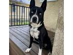 Adopt Three a Husky