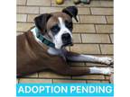 Adopt Koko a Boxer