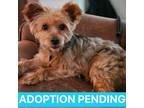 Adopt Jerry a Yorkshire Terrier