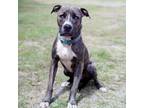 Adopt King a Terrier