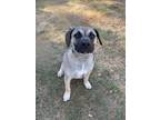 Adopt Knox a Black Mouth Cur, Mixed Breed