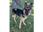 Adopt Ruger a German Shepherd Dog