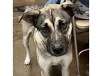 Adopt Bruno a Husky, German Shepherd Dog