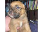 Adopt Cinnamon a Mixed Breed