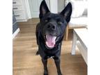 Adopt Coffee a Husky, German Shepherd Dog